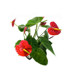 火鹤--多头火鹤（即红掌）盆栽花