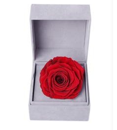 爱的颜色--红色永生玫瑰：厄瓜多尔进口巨型玫瑰