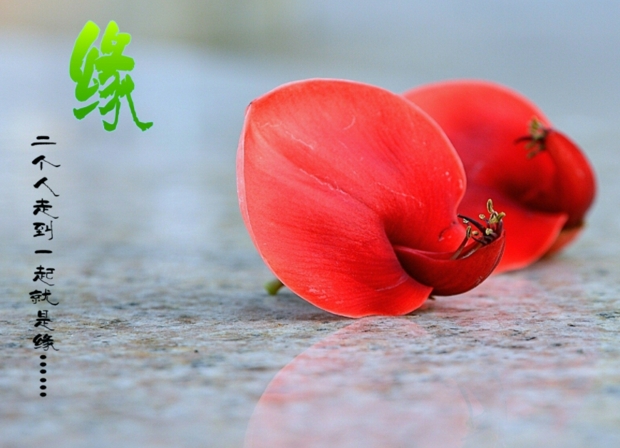 鲜花寓意：各种花的花语大全带鲜花图片