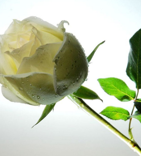 爱在心头--16枝白玫瑰