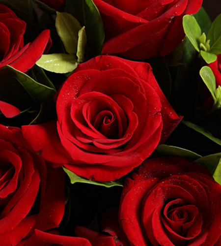 爱情的魅力--红玫瑰66枝