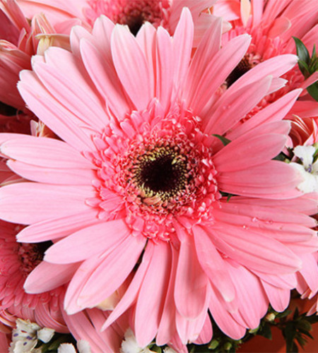 幸福花--粉色扶郎花18枝