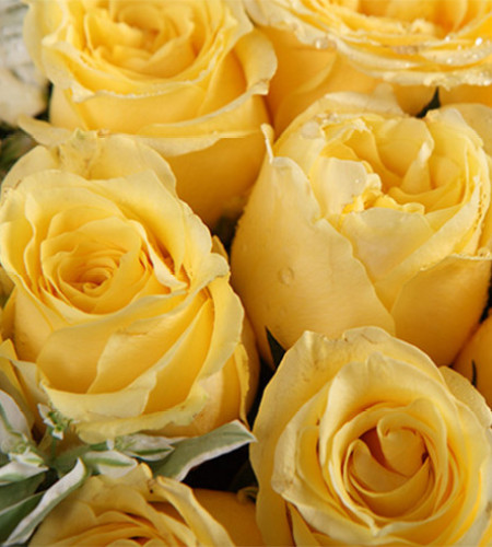 月亮惹的祸--黄玫瑰11枝、5枝香槟色太阳花