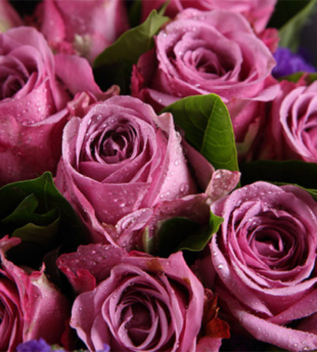 伊人--紫玫瑰9枝，蓝绣球2枝，粉绣球1枝