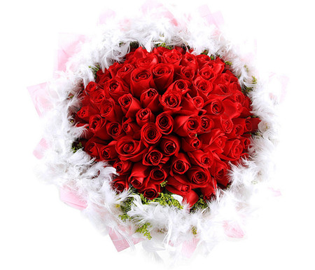 美好的誓言--红玫瑰66枝