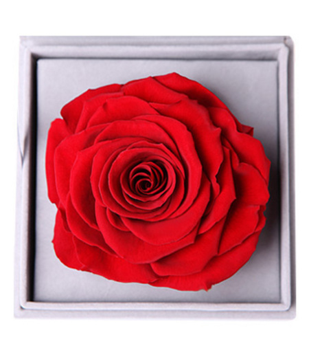 爱的颜色--红色永生玫瑰：厄瓜多尔进口巨型玫瑰