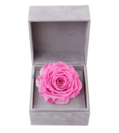 浪漫主义--粉色永生玫瑰：厄瓜多尔进口巨型玫瑰