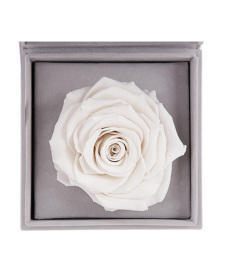 放飞--白色永生玫瑰:厄瓜多尔进口巨型玫瑰