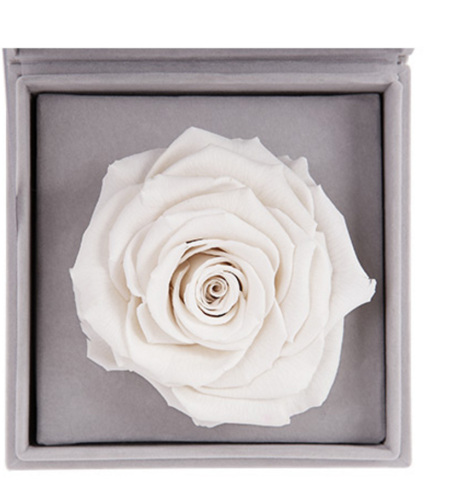 放飞--白色永生玫瑰:厄瓜多尔进口巨型玫瑰